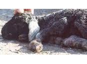 Pétition pour arrêter l'exploitation fourrure" Breit" peau foetus d'agneau