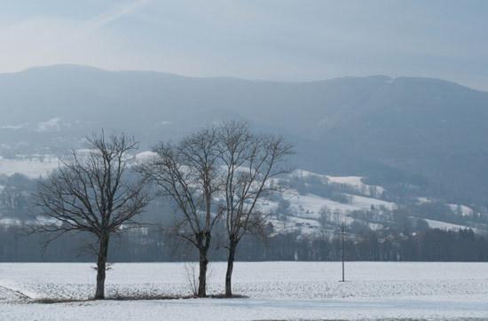 -les-arbres-a.jpg