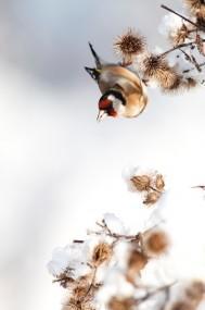 Chardonneret élégant Grégory Smellinckx 189x285 Concours de photo nature Frisson dHiver : les résultats !