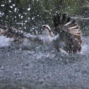 photo irène amrhein balbuzard pêhceur 285x285 Concours de photo nature Frisson dHiver : les résultats !