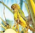 Venezuela  Les Grands Explorateurs