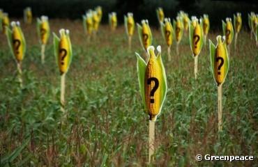 La menace des cultures OGM plane sur la France
