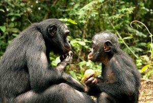 Cinéma : Bonobos