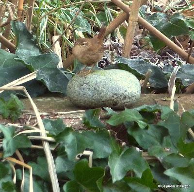 Au jardin il y a...Les éternels solitaires comme Troglody...
