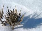 Chardons sous neige