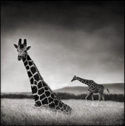 giraffe_sitting_1
