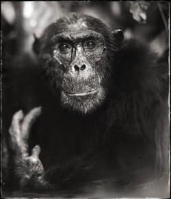 Chimp Portrait With Hand II