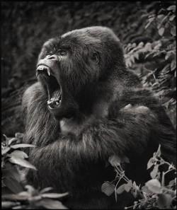 gorilla_teeth_1