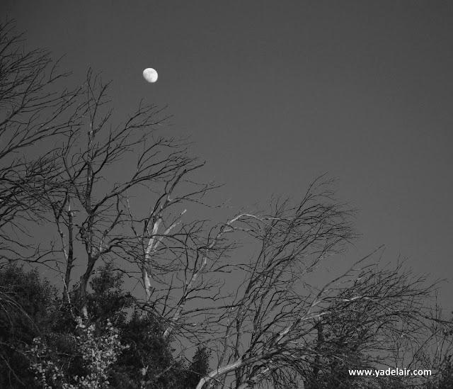 L'hiver en noir et blanc dans la garrigue