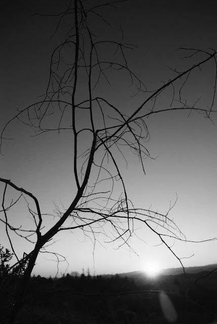 L'hiver en noir et blanc dans la garrigue