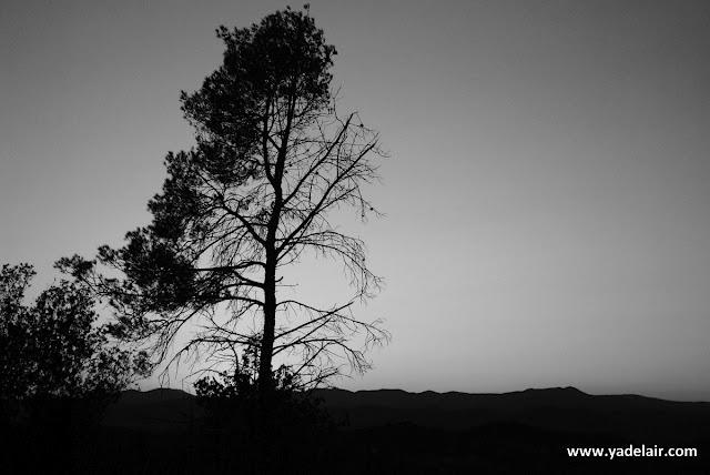 L'hiver en noir et blanc dans la garrigue