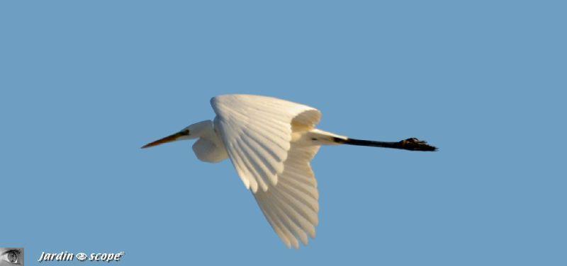 Le vol élégant de la Grande Aigrette...