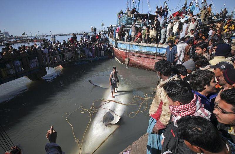 Un requin-baleine de 7 mètres s'est ...