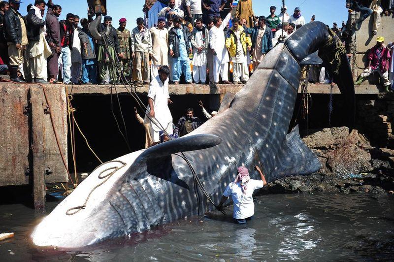 Un requin-baleine de 7 mètres s'est ...