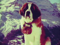 Focus : chien d’avalanche