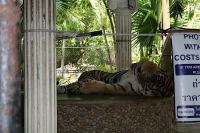 Ma balade au zoo de Phuket