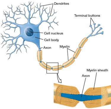 démyelinisation, møller, décharges, neurinome