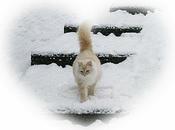 Saint VALENTIN sous neige