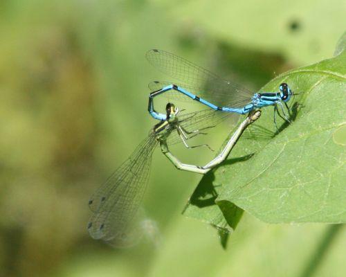 coeur bleu romi 4 juin 009.jpg