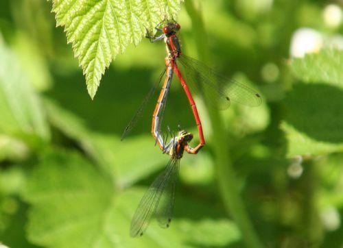 coeur rouge romi 2 mai 093.jpg