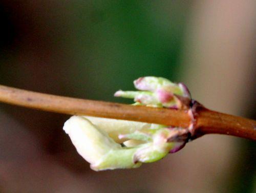 5 lonicera frag 12 fev 2012 001.jpg