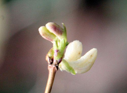 6 lonicera frag 12 fev 2012 p 002.jpg