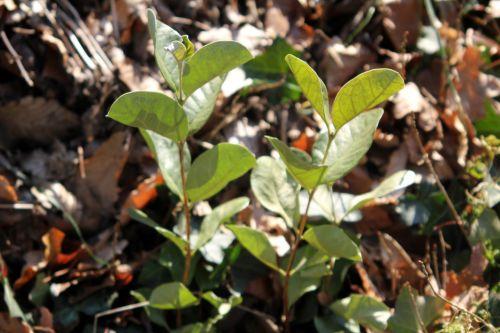 9 feijoa veneux 10 fev 2012 017.jpg