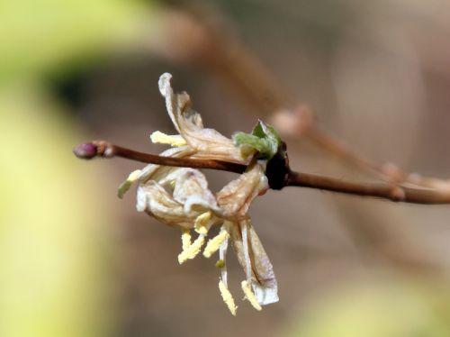 3 loni veneux 10 fev 2012 009.jpg