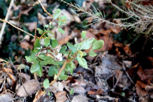 10 feijoa veneux 10 fev 2012 016.jpg