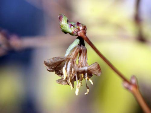 4 loni veneux 10 fev 2012 011.jpg