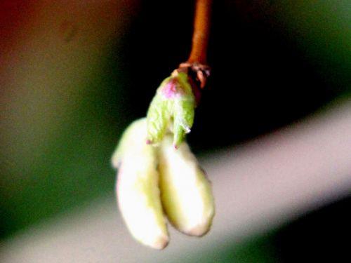 7 lonicera frag 12 fev 2012 p 003.jpg