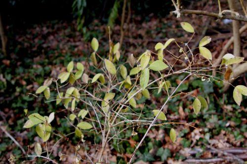 8 lonicera frag 12 fev 2012 004.jpg