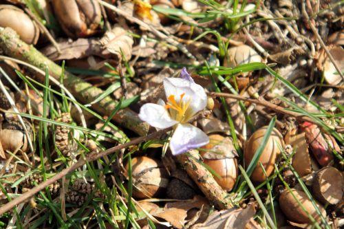 2 crocus veneux 10 fev 2012 023.jpg