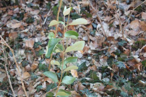 11 veneux 10 fev 2012 015.jpg