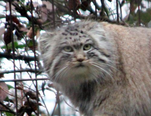 otocolobus manul 2 face paris 31 déc 2011 236.jpg