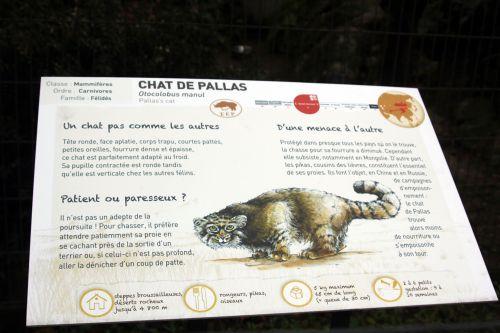 otocolobus manul 3 paris 31 déc 2011 241.jpg