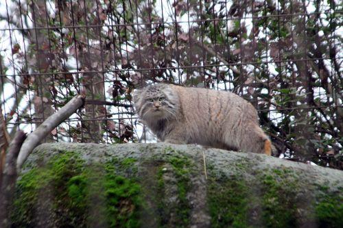 otocolobus manul 1 paris 31 déc 2011 236.jpg