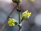 Cornus officinalis