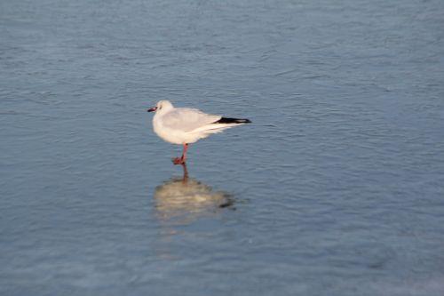 7 sorques 3 fev 2012 068.jpg