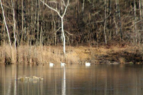 4 sorques 3 fev 2012 001.jpg