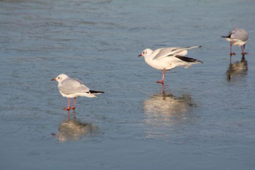 10 sorques 3 fev 2012 072.jpg