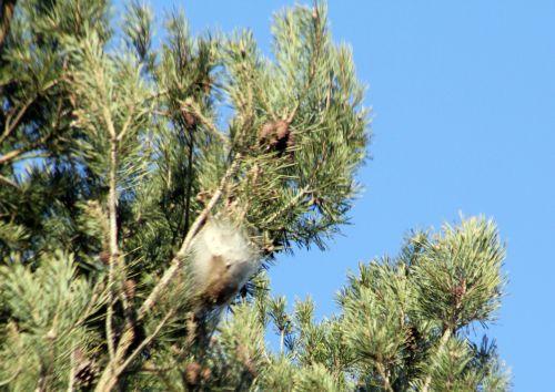 sorques 3 fev 2012 058.jpg