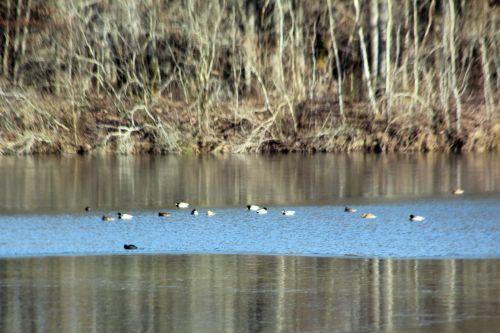 3 sorques 3 fev 2012 045.jpg