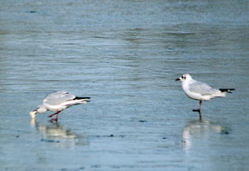 6 sorques 3 fev 2012 p 063.jpg