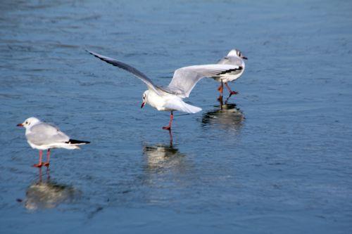 9 sorques 3 fev 2012 071.jpg