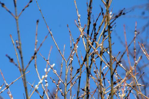 salix caprea sorques 3 fev 2012 024.jpg