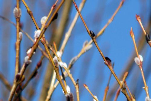 salix caprea chatons sorques 3 fev 2012 025.jpg