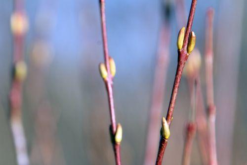 salix purpurea sorques 3 fev 2012 036.jpg