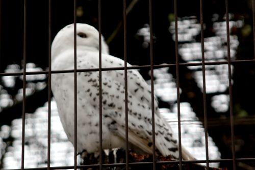 3 paris 31 déc 2011 266.jpg