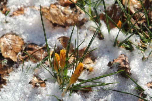 crocus neige veneux 4 fev 2012 004.jpg